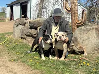 Spade future litter, a  Olde English Bulldogge for sale in Chetek, WI – 1 of 1