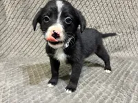 Silver, a female Border Collie and Bernese Mountain Dog for sale in Chetek, WI – 1 of 10