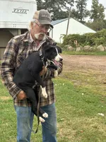 Silver, a female Border Collie and Bernese Mountain Dog for sale in Chetek, WI – 3 of 8