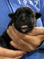 Ebony, a female Olde English Bulldogge for sale in Chetek, WI – 4 of 6