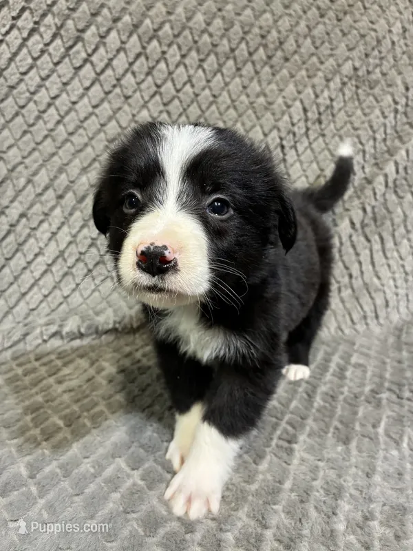 Gibson – Border Collie, Bernese Mountain Dog puppy for sale in Chetek, WI