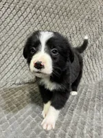 Gibson, a male Border Collie and Bernese Mountain Dog for sale in Chetek, WI – 1 of 10
