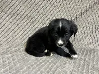Peter, a male Border Collie and Bernese Mountain Dog for sale in Chetek, WI – 7 of 10