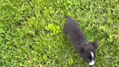 Silver, a female Border Collie and Bernese Mountain Dog for sale in Chetek, WI – 3 of 10
