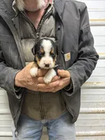 George, a male Border Collie and Bernese Mountain Dog for sale in Chetek, WI – Photo 1 of 2