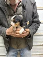 George, a male Border Collie and Bernese Mountain Dog for sale in Chetek, WI – Photo 2 of 2