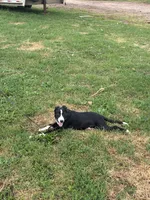 Silver, a female Border Collie and Bernese Mountain Dog for sale in Chetek, WI – 8 of 8