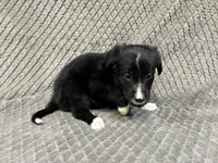 Benny, a male Border Collie and Bernese Mountain Dog for sale in Chetek, WI – 5 of 10