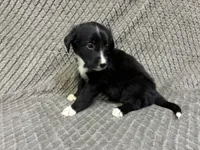 Benny, a male Border Collie and Bernese Mountain Dog for sale in Chetek, WI – 7 of 10
