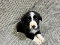 Gibson, a male Border Collie and Bernese Mountain Dog for sale in Chetek, WI – 2 of 10