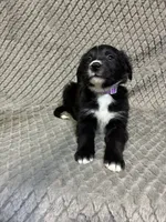 Peter, a male Border Collie and Bernese Mountain Dog for sale in Chetek, WI – 8 of 10