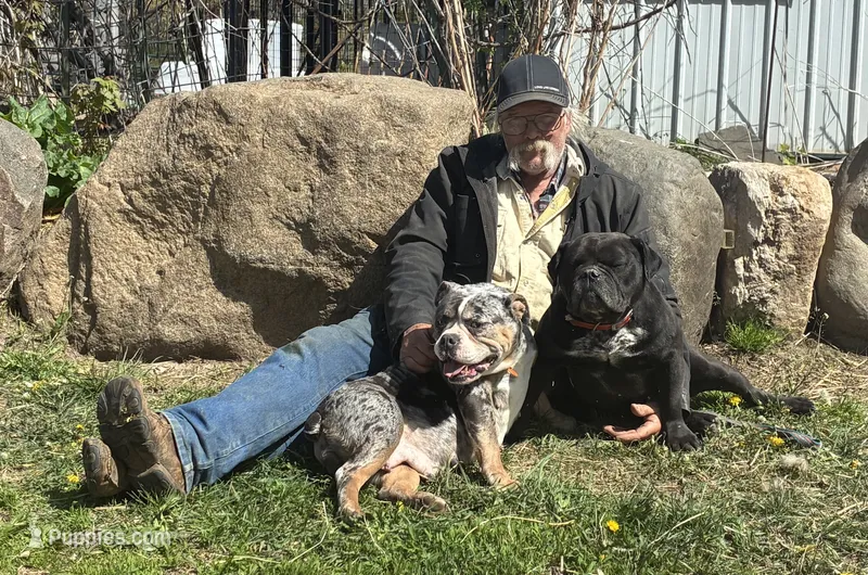 Patches future litter – Olde English Bulldogge puppy for sale in Chetek, WI