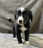 Petunia, a female Border Collie and Bernese Mountain Dog for sale in Chetek, WI – 10 of 10