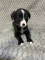 Silver, a female Border Collie and Bernese Mountain Dog for sale in Chetek, WI – 7 of 10
