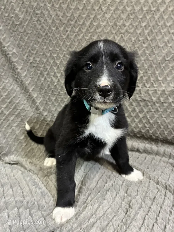 Benny – Border Collie, Bernese Mountain Dog puppy for sale in Chetek, WI