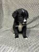 Peter, a male Border Collie and Bernese Mountain Dog for sale in Chetek, WI – 6 of 10