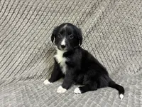 Benny, a male Border Collie and Bernese Mountain Dog for sale in Chetek, WI – 10 of 10