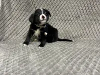 Silver, a female Border Collie and Bernese Mountain Dog for sale in Chetek, WI – 8 of 10