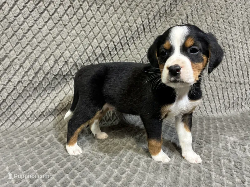 George – Border Collie, Bernese Mountain Dog puppy for sale in Chetek, WI