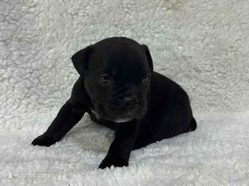 Ebony – Olde English Bulldogge puppy for sale in Chetek, WI