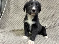Benny, a male Border Collie and Bernese Mountain Dog for sale in Chetek, WI – 6 of 10