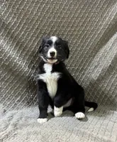 Petunia, a female Border Collie and Bernese Mountain Dog for sale in Chetek, WI – 5 of 10