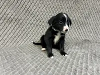 Silver, a female Border Collie and Bernese Mountain Dog for sale in Chetek, WI – 10 of 10