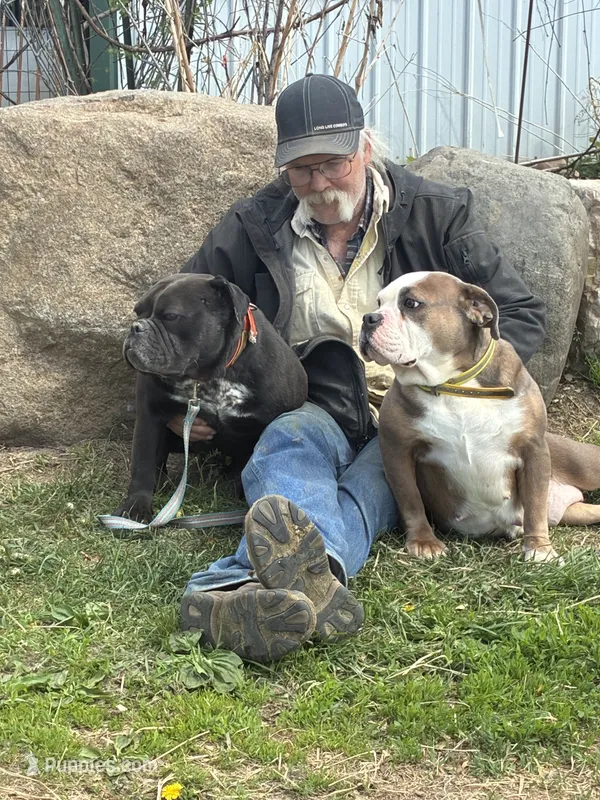 Future litter – Olde English Bulldogge puppy for sale in Chetek, WI