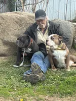 Future litter, a  Olde English Bulldogge for sale in Chetek, WI – 1 of 7