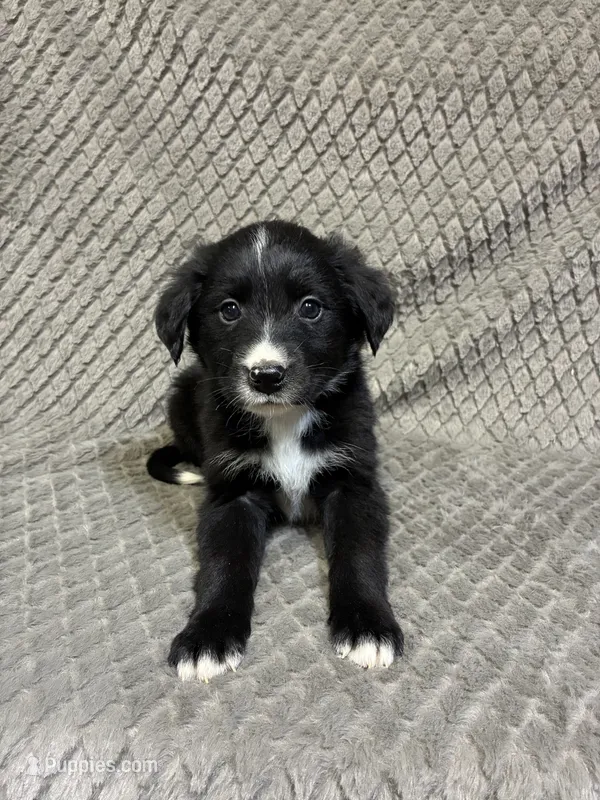 Peter – Border Collie, Bernese Mountain Dog puppy for sale in Chetek, WI