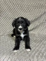 Peter, a male Border Collie and Bernese Mountain Dog for sale in Chetek, WI – 1 of 10