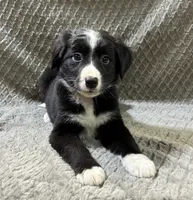Petunia, a female Border Collie and Bernese Mountain Dog for sale in Chetek, WI – 6 of 10