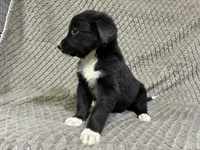 Benny, a male Border Collie and Bernese Mountain Dog for sale in Chetek, WI – 8 of 10