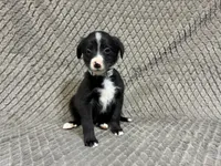 Silver, a female Border Collie and Bernese Mountain Dog for sale in Chetek, WI – 9 of 10