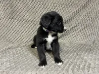 Peter, a male Border Collie and Bernese Mountain Dog for sale in Chetek, WI – 10 of 10