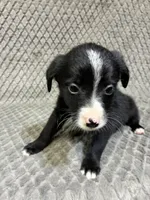 Silver, a female Border Collie and Bernese Mountain Dog for sale in Chetek, WI – 4 of 10