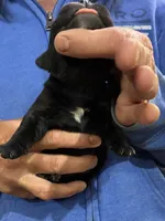 Ebony, a female Olde English Bulldogge for sale in Chetek, WI – 5 of 6