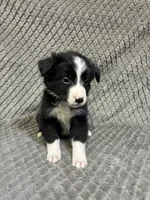 Gibson, a male Border Collie and Bernese Mountain Dog for sale in Chetek, WI – 10 of 10