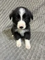 Gibson, a male Border Collie and Bernese Mountain Dog for sale in Chetek, WI – 6 of 10