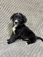 Peter, a male Border Collie and Bernese Mountain Dog for sale in Chetek, WI – 9 of 10