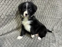 Yasmine, a female Border Collie and Bernese Mountain Dog for sale in Chetek, WI – 8 of 10