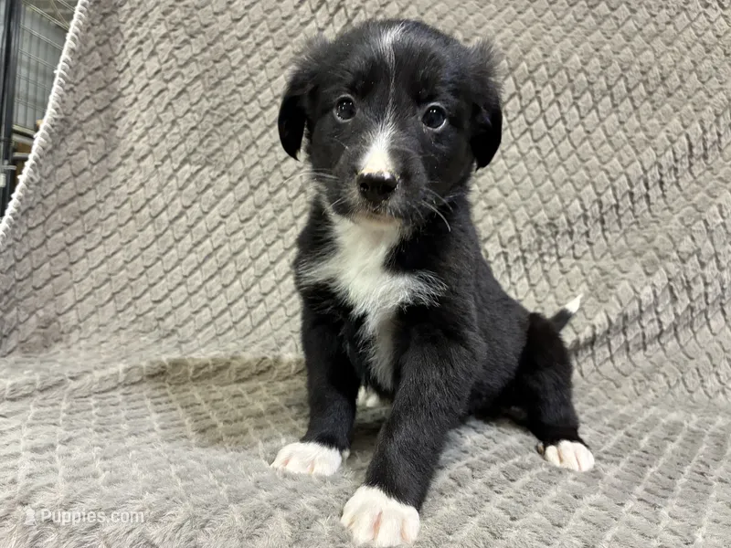 Benny – Border Collie, Bernese Mountain Dog puppy for sale in Chetek, WI