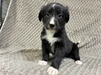Benny, a male Border Collie and Bernese Mountain Dog for sale in Chetek, WI – 1 of 10