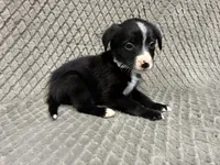 Silver, a female Border Collie and Bernese Mountain Dog for sale in Chetek, WI – 5 of 10