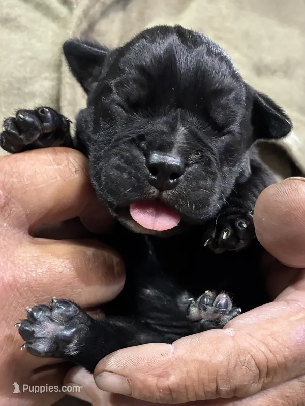 Ebony – Olde English Bulldogge puppy for sale in Chetek, WI