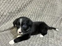 Yasmine, a female Border Collie and Bernese Mountain Dog for sale in Chetek, WI – 3 of 10