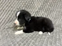 Gibson, a male Border Collie and Bernese Mountain Dog for sale in Chetek, WI – 8 of 10