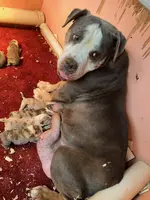 Bull, a male Olde English Bulldogge for sale in Chetek, WI – Photo 2 of 2