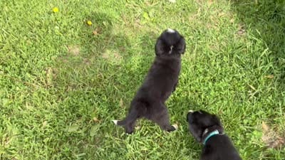 Petunia, a female Border Collie and Bernese Mountain Dog for sale in Chetek, WI – 2 of 10