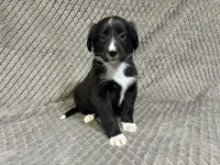 Benny, a male Border Collie and Bernese Mountain Dog for sale in Chetek, WI – 9 of 10